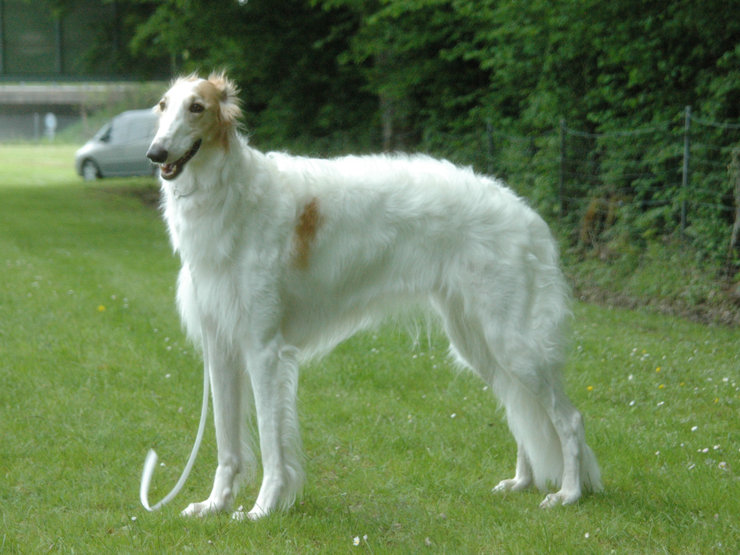C1