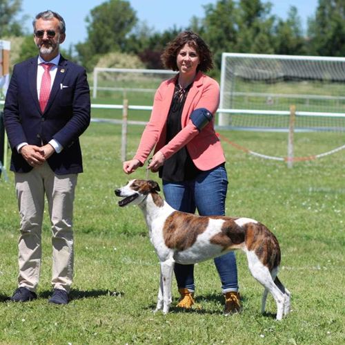 exc bob philomena phenomenon de la colombe bearnai